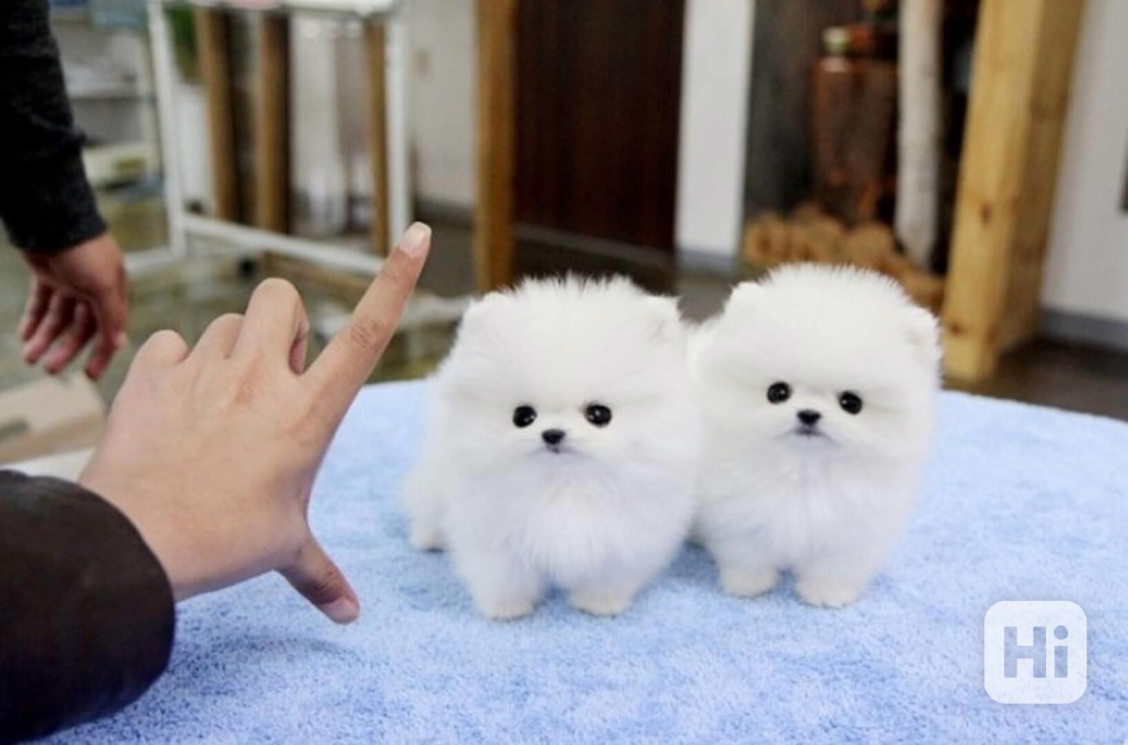 pomeranian štěňata - foto 1