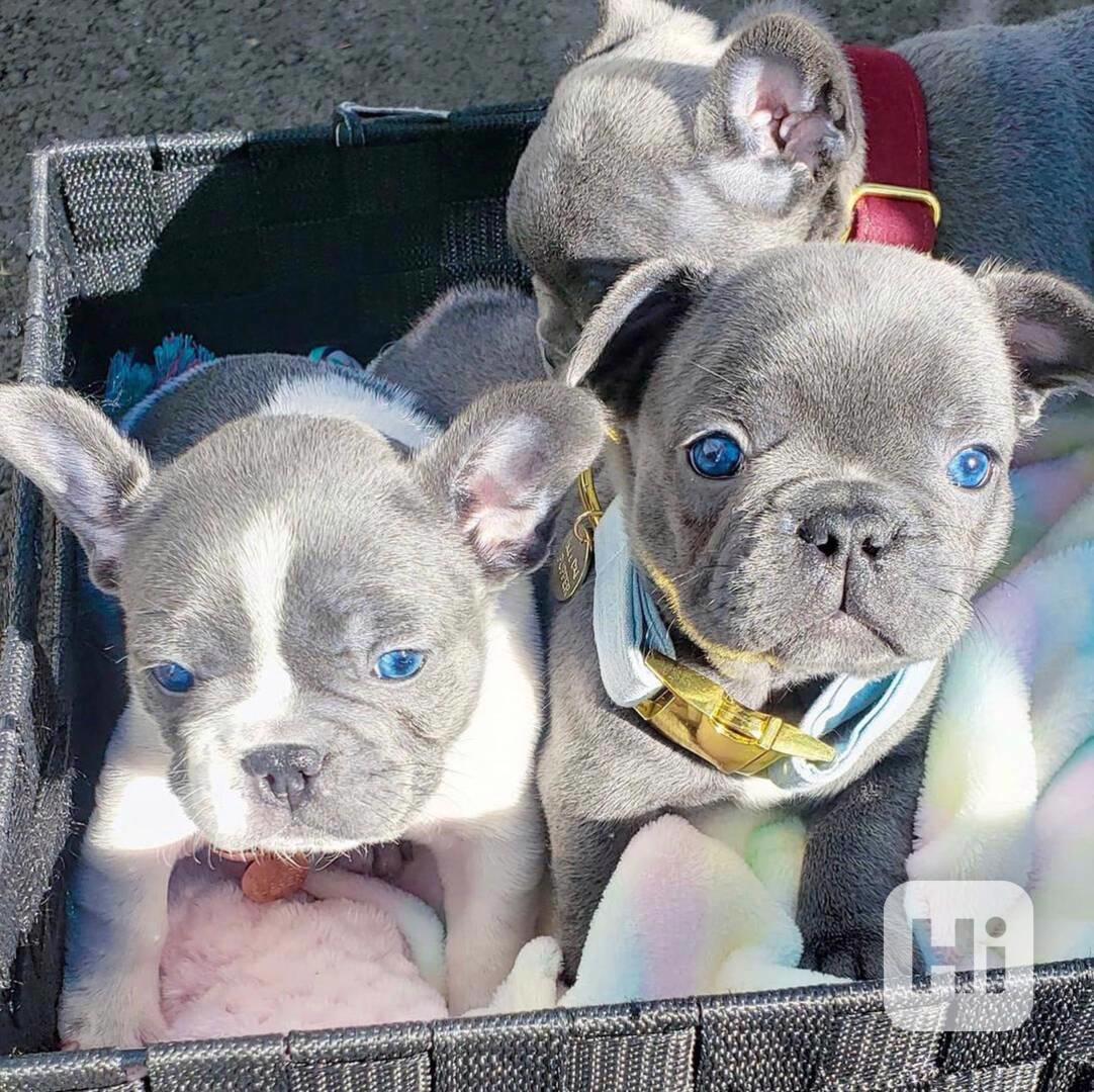 Štěně Bullyho od AKC - foto 1