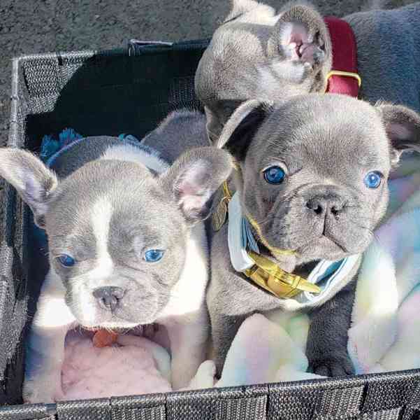 Štěně Bullyho od AKC - foto 1