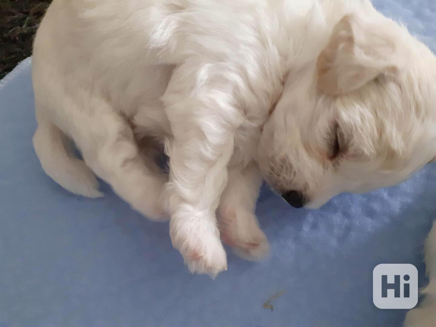 Prodám štěně boloňského psíka s PP - foto 1