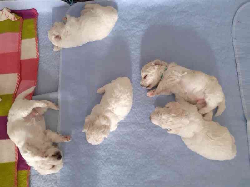 Prodám štěně boloňského psíka s PP - foto 3