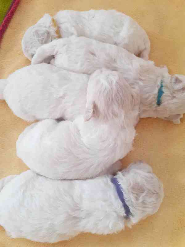 Prodám štěně boloňského psíka s PP - foto 2