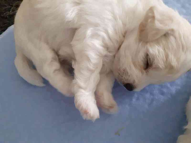 Prodám štěně boloňského psíka s PP - foto 1