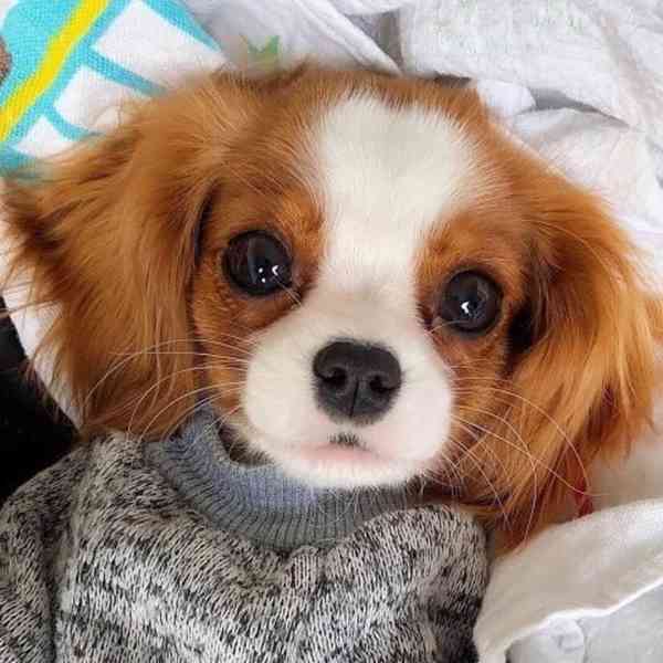 Kavalír King Charles španěl. - foto 2