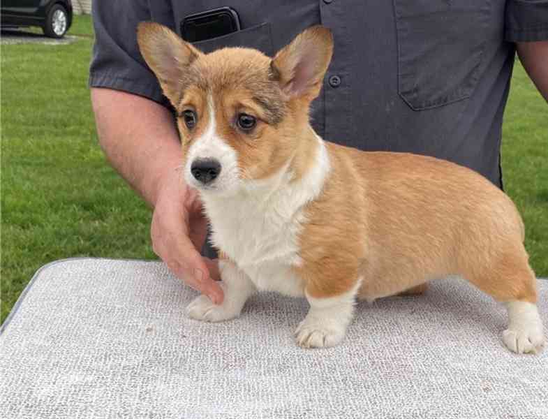 Štěňata velšského corgi k dispozici - foto 1