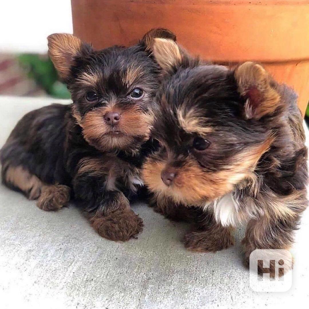 Štěňata yorkshirského teriéra k adopci - foto 1