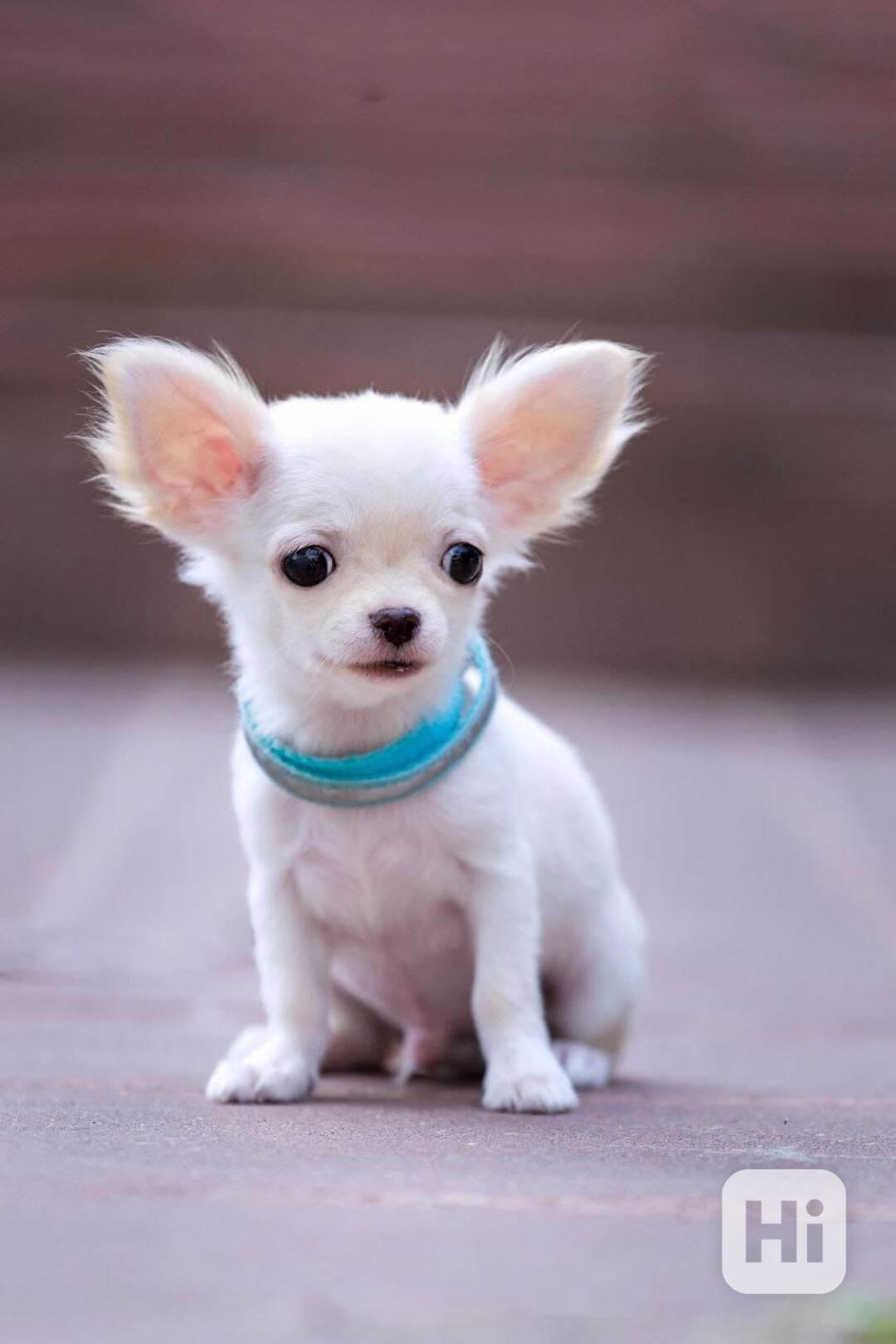 Krásné malé štěně čivavy - foto 1