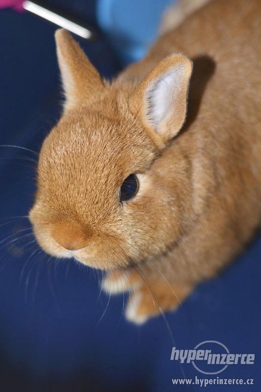 Zakrslý králíček "Zakrslý červený" - foto 1