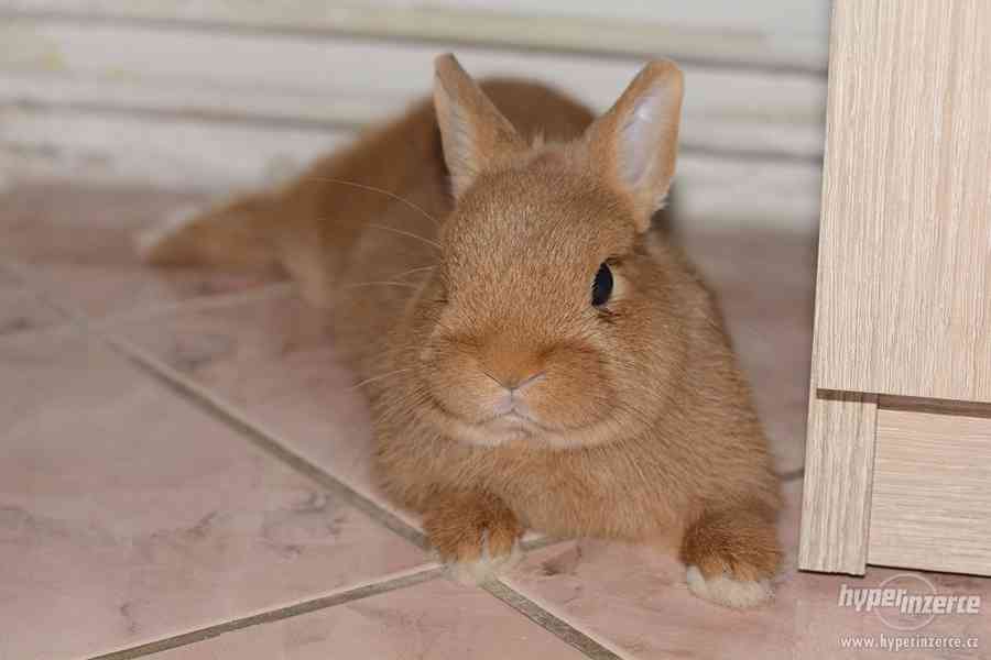 Zakrslý králíček "Zakrslý červený" - foto 2