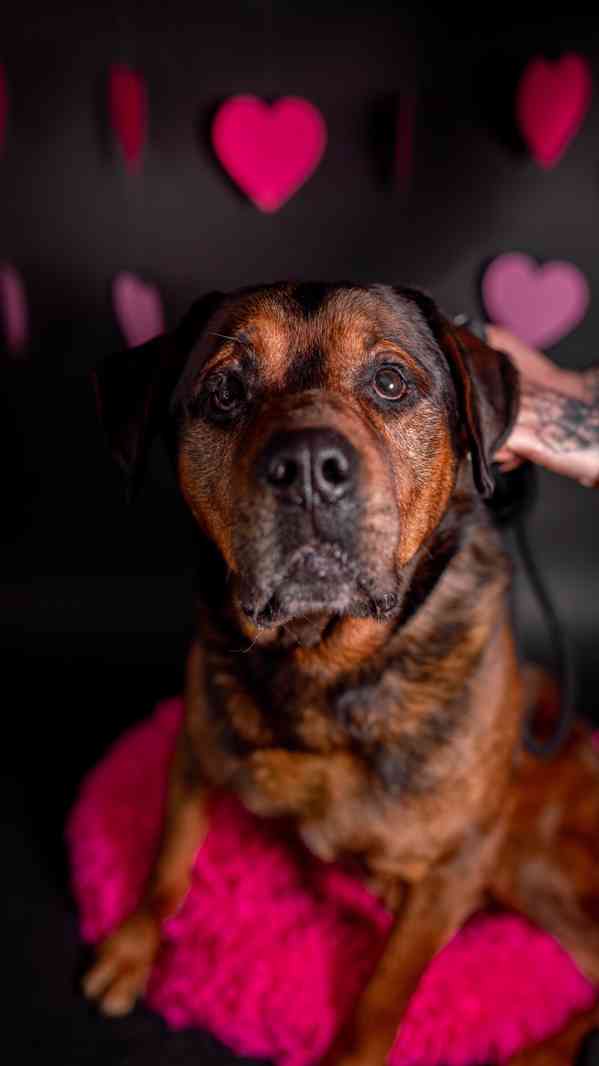 Torin - starší mazlivý kluk, kříženec  - foto 2