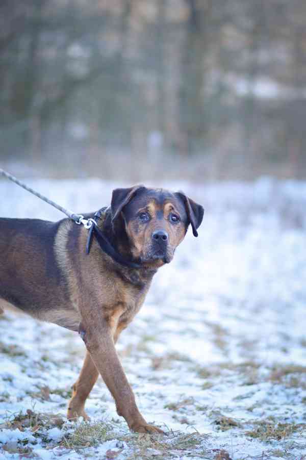 Torin - starší mazlivý kluk, kříženec  - foto 5