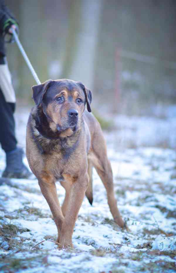 Torin - starší mazlivý kluk, kříženec  - foto 6