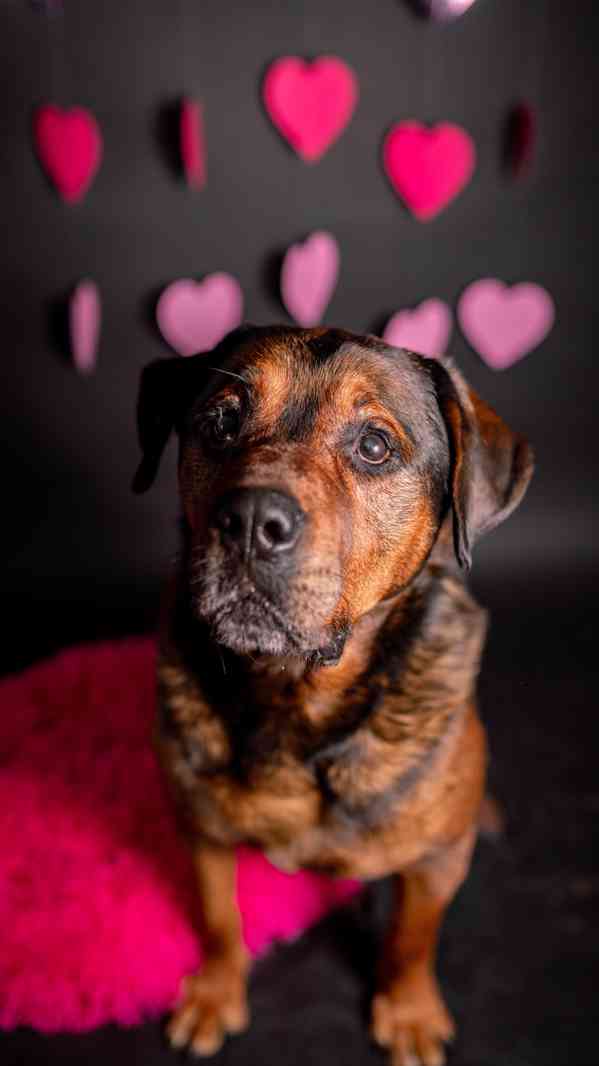 Torin - starší mazlivý kluk, kříženec  - foto 3