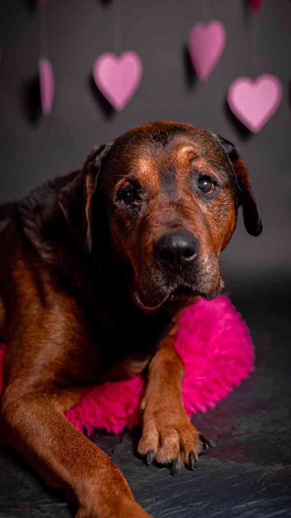 Torin - starší mazlivý kluk, kříženec  - foto 4