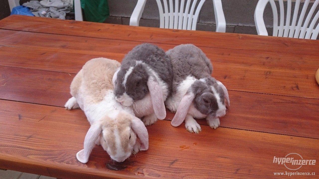 Různé druhy zakrslých králíků PRODEJ - foto 1