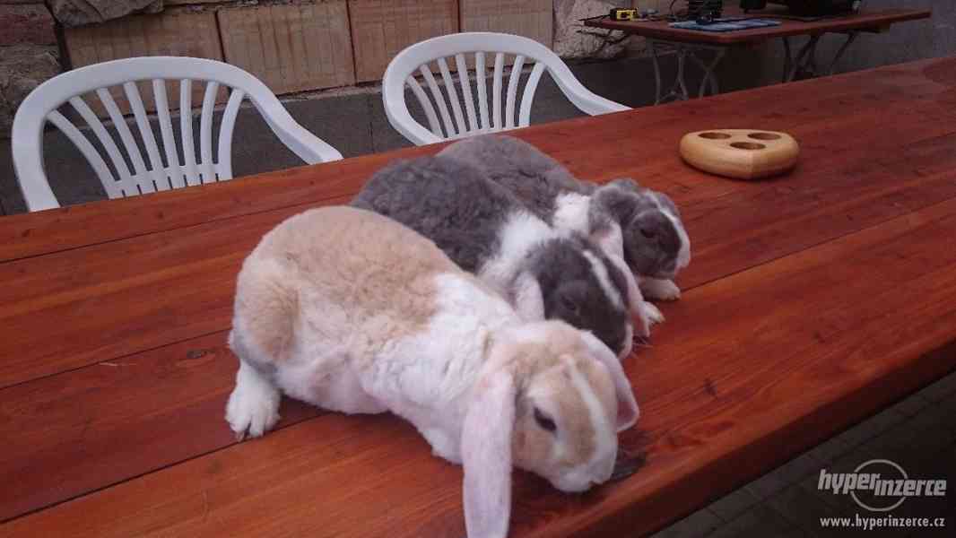 Různé druhy zakrslých králíků PRODEJ - foto 2