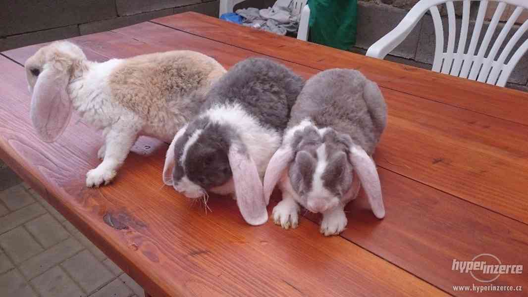 Různé druhy zakrslých králíků PRODEJ - foto 3
