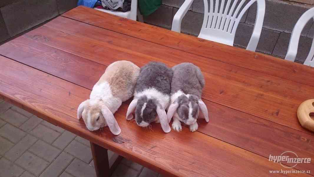 Různé druhy zakrslých králíků PRODEJ - foto 4