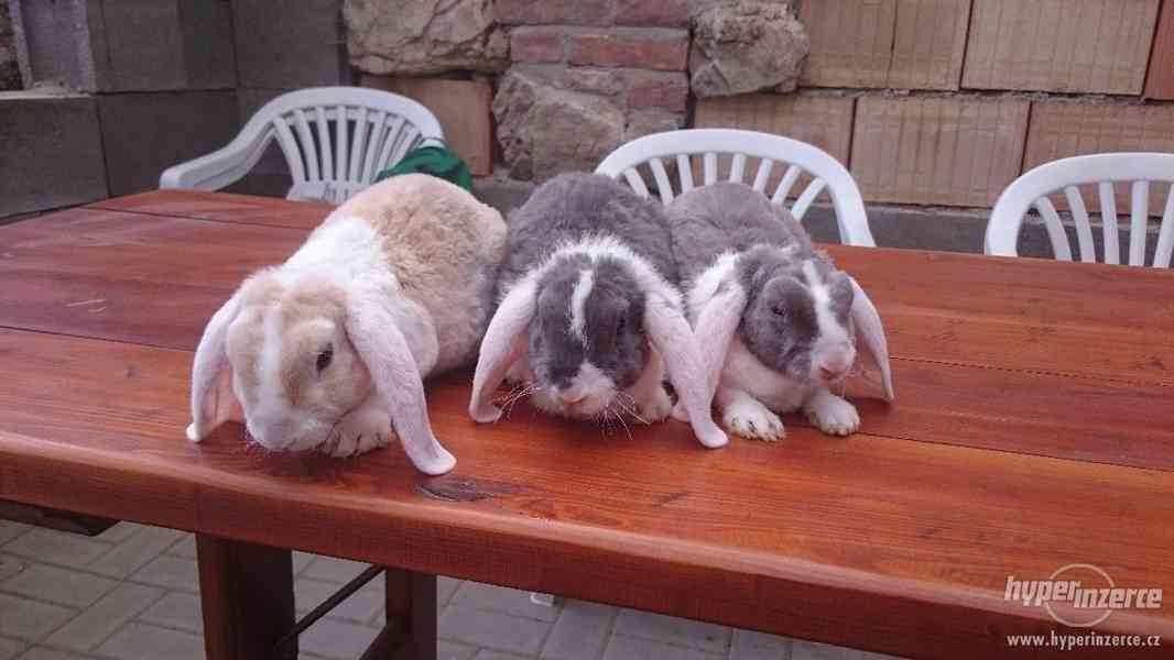 Různé druhy zakrslých králíků PRODEJ - foto 5