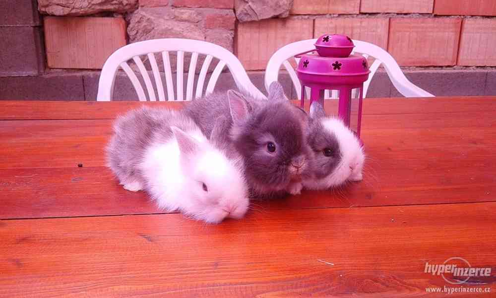 Různé druhy zakrslých králíků PRODEJ - foto 6