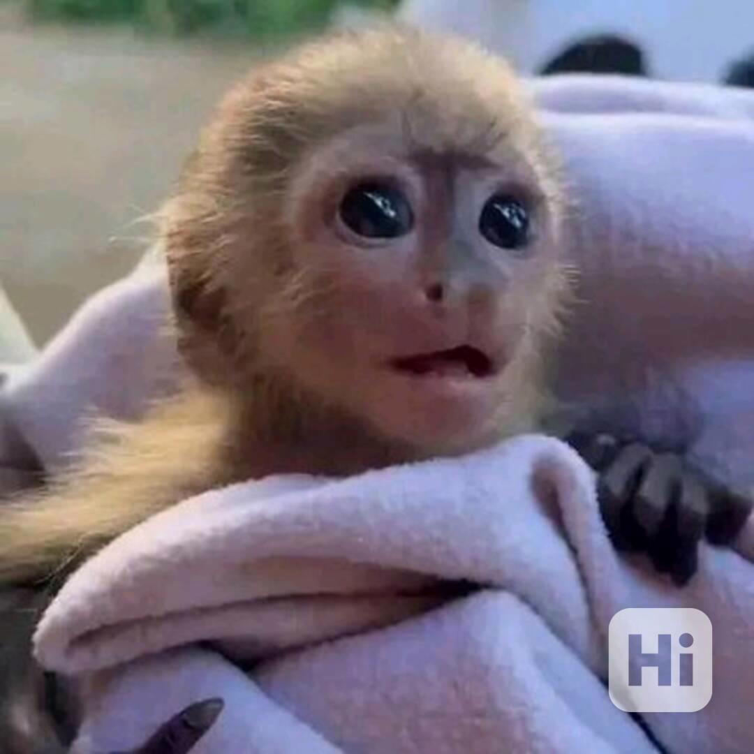 Rozkošné mládě kapucínské opice k adopci. - foto 1