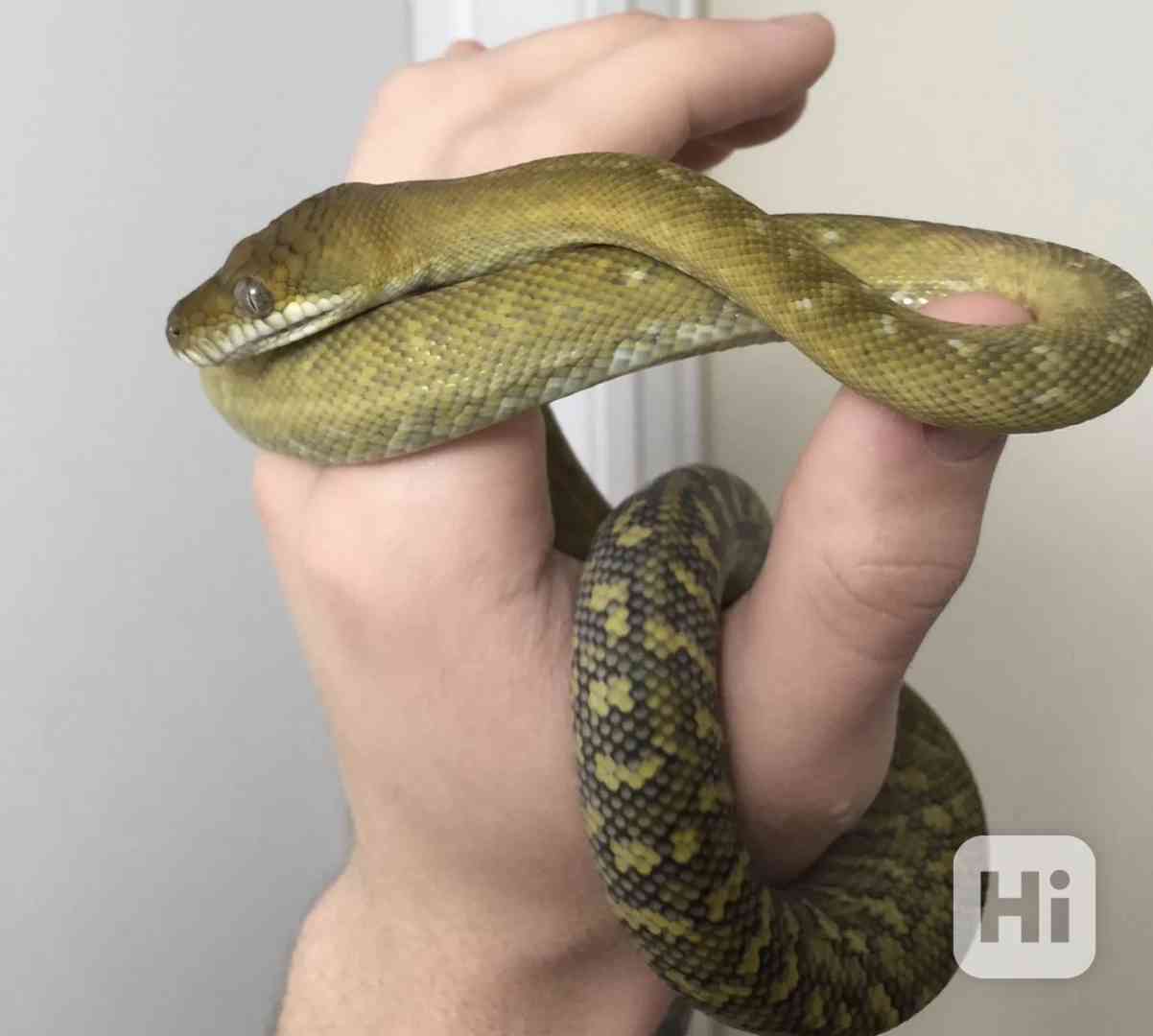 Krajta molucká – Simalia Clastolepis - foto 1