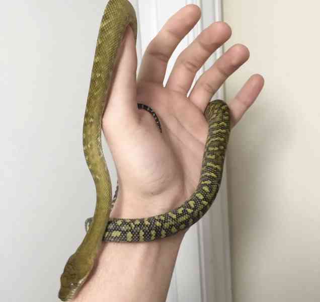 Krajta molucká – Simalia Clastolepis - foto 2