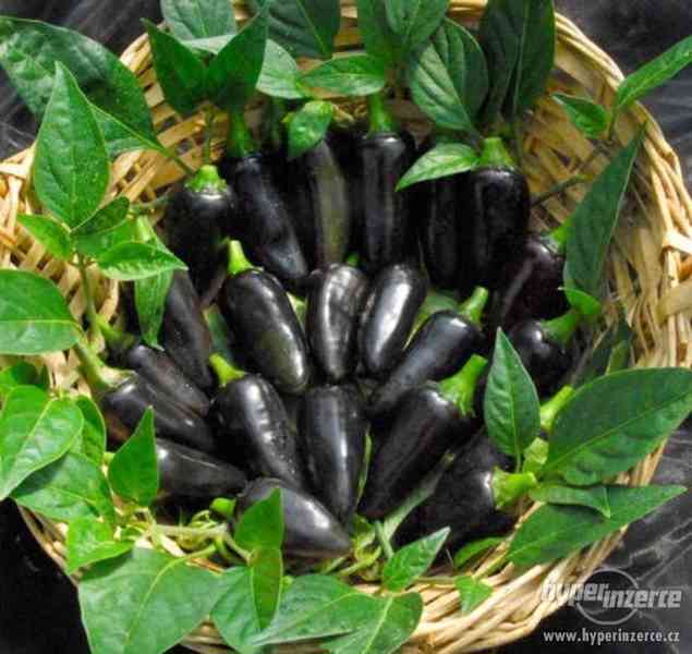 Chilli Black Hungarian - semena - foto 1