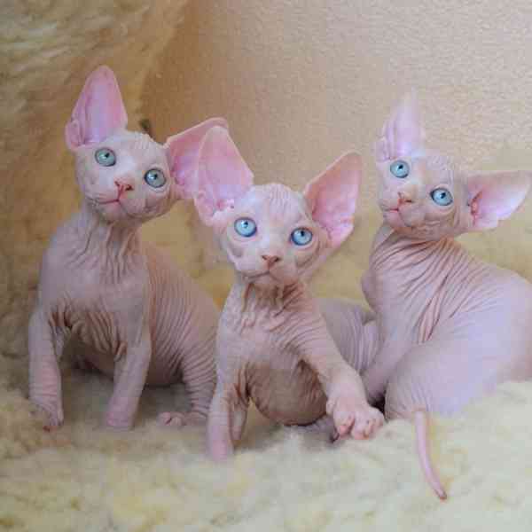 Krásná koťátka sphynxů na prodej. - foto 1