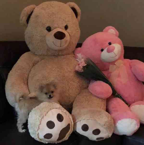Puppies available - foto 1
