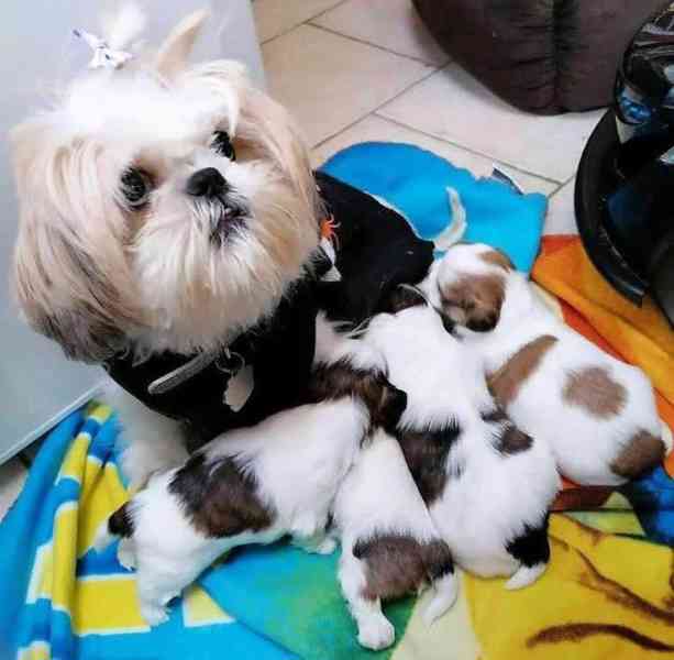 štěňata SHIH TZU - foto 1