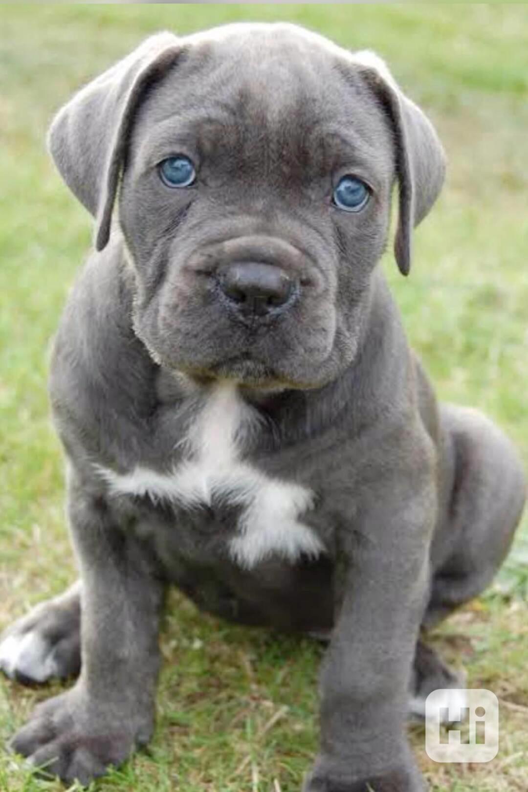 Štěňata Cane Corso - foto 1