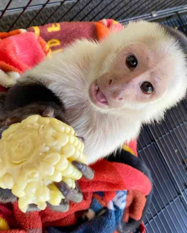 White-face Capuchin Female Monkey - foto 3