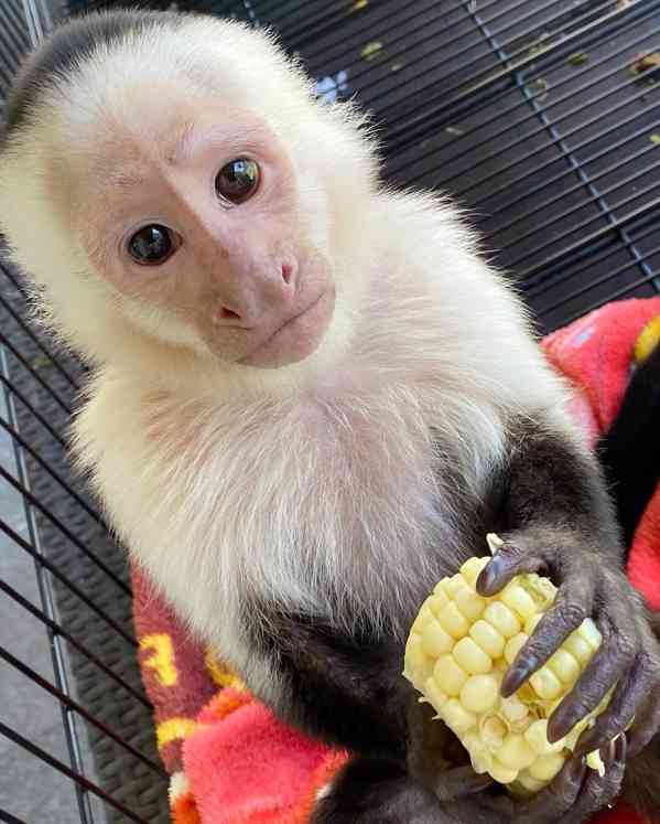 White-face Capuchin Female Monkey - foto 1
