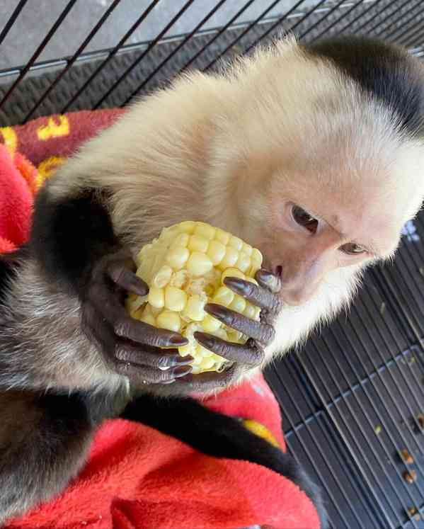 White-face Capuchin Female Monkey - foto 2