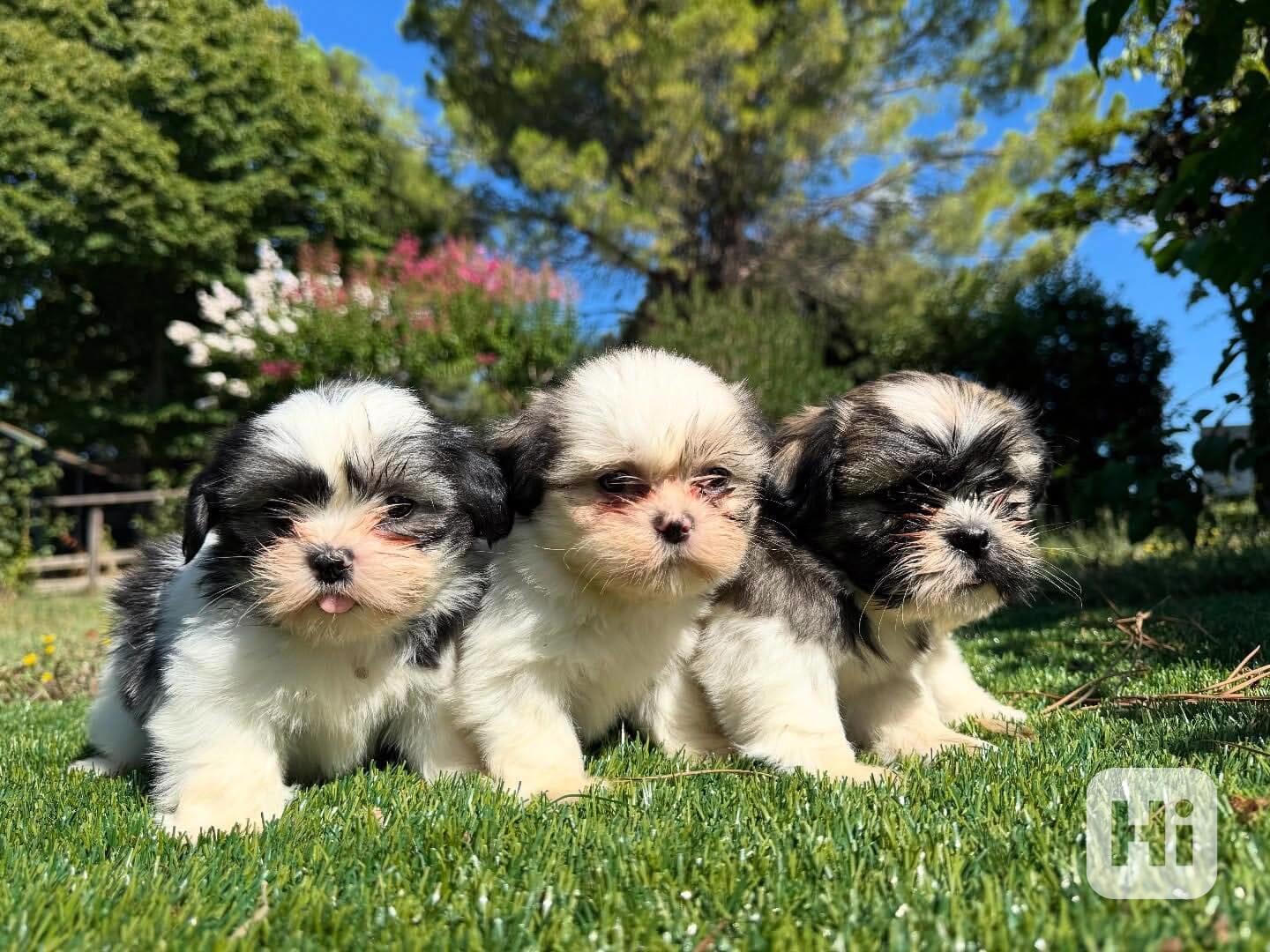 🌸🐶 Přátelská štěňata Shih Tzu - foto 1