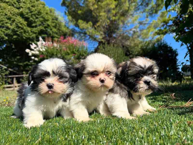 🌸🐶 Přátelská štěňata Shih Tzu - foto 1
