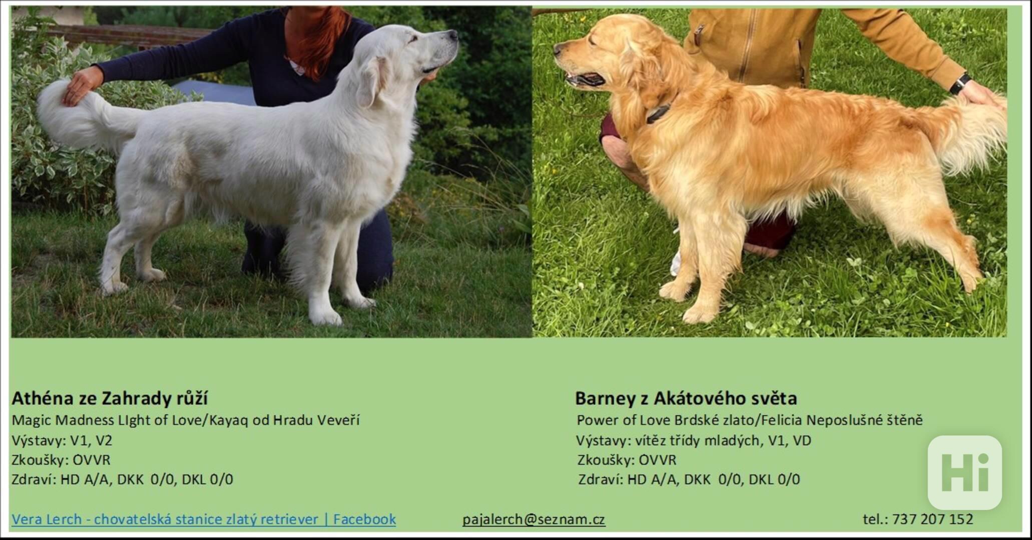 Zlatý retriever - štěňátka s PP - foto 1