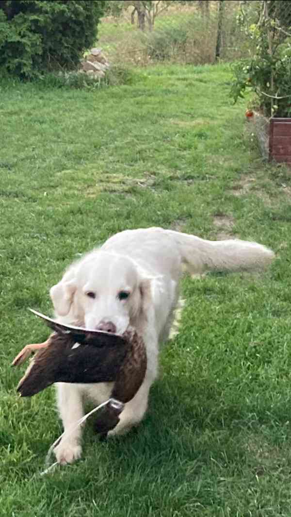 Zlatý retriever - štěňátka s PP - foto 11