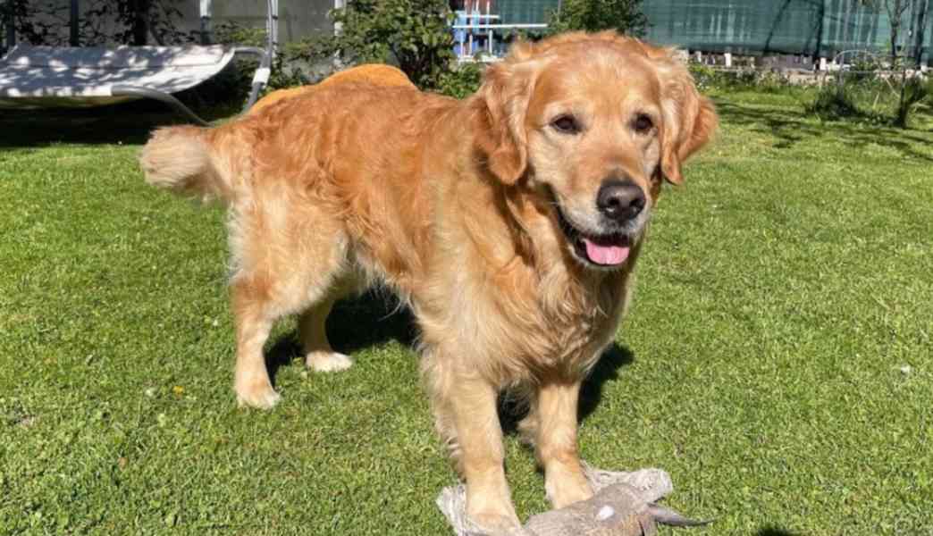 Zlatý retriever - štěňátka s PP - foto 6