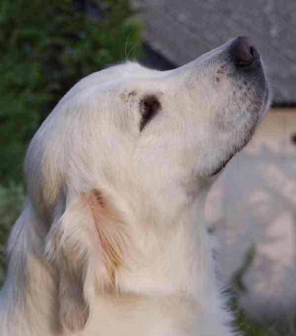 Zlatý retriever - štěňátka s PP - foto 5