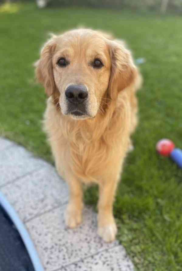 Zlatý retriever - štěňátka s PP - foto 4