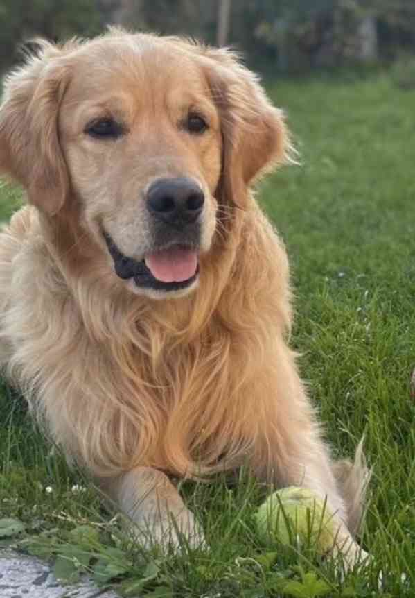 Zlatý retriever - štěňátka s PP - foto 8