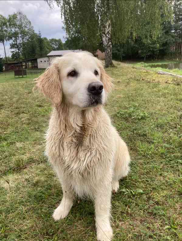Zlatý retriever - štěňátka s PP - foto 3