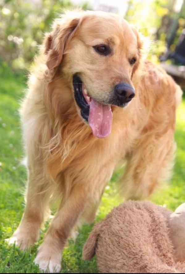 Zlatý retriever - štěňátka s PP - foto 2