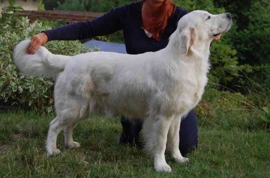 Zlatý retriever - štěňátka s PP - foto 7