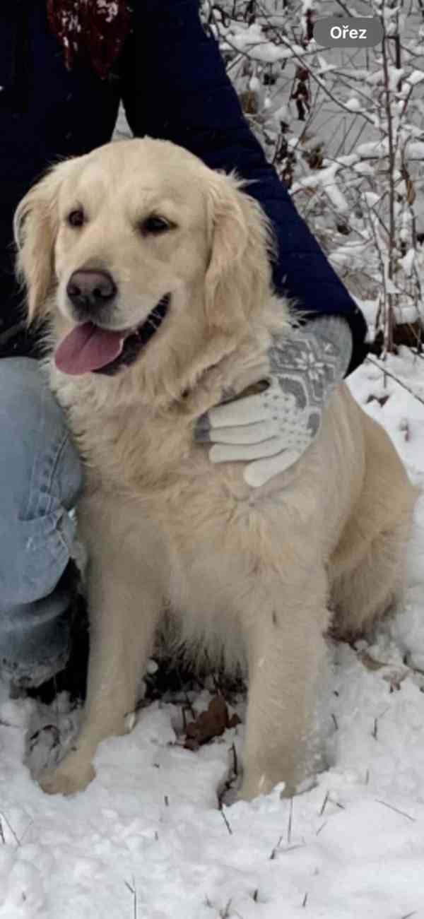 Zlatý retriever - štěňátka s PP - foto 9