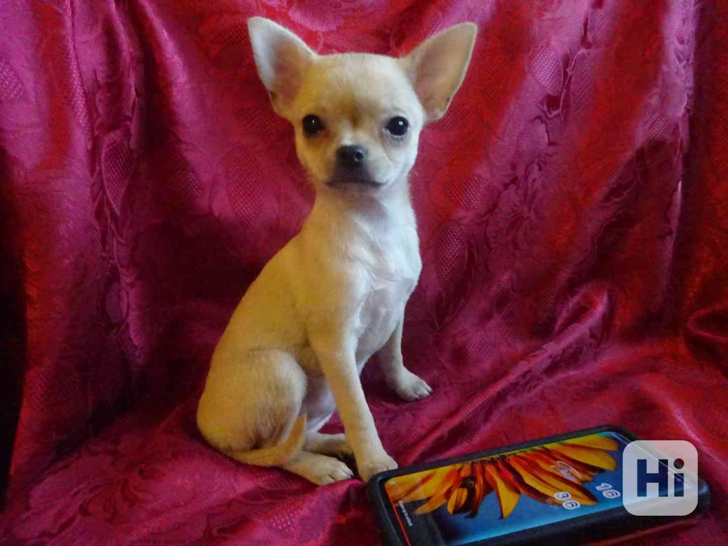 Nabízím štěňátko čivava bez PP, fenečka krátkosrstá. - foto 1