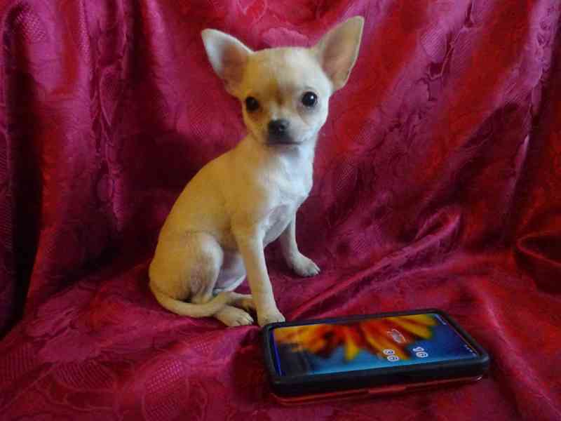 Nabízím štěňátko čivava bez PP, fenečka krátkosrstá. - foto 6