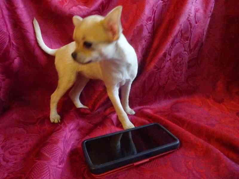 Nabízím štěňátko čivava bez PP, fenečka krátkosrstá. - foto 4